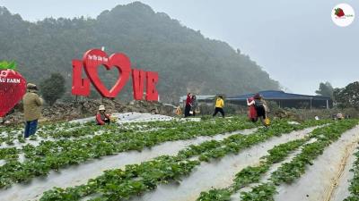 Du lịch Mộc Châu Mùa Dâu Tây 2025